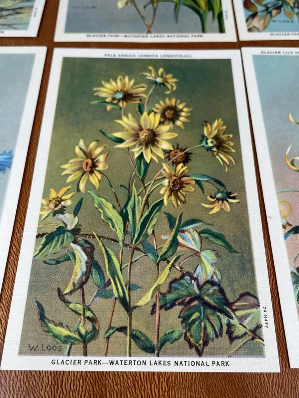 Vintage Pack of Postcards Glacier-Waterton National Parks Floral Set of 12